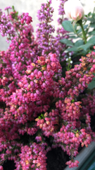 Orophanes