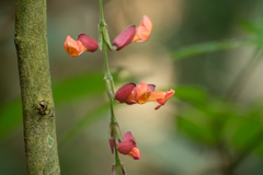 Thunbergia coccinea
