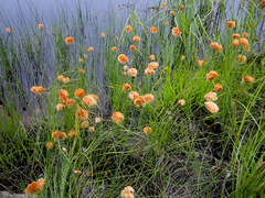 Eriophorum chamissonis