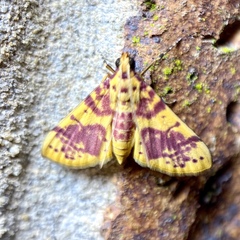 Conogethes haemactalis