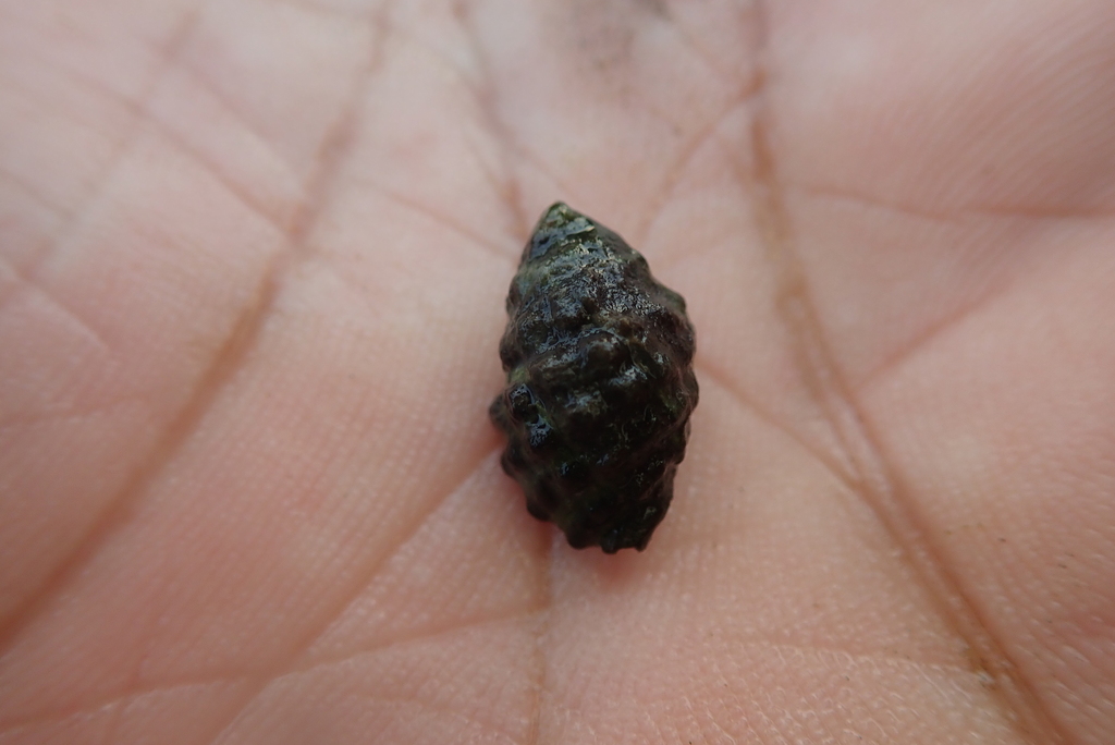 Arakawania granulata