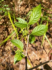 Vanguerieae