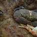 Leptodius gracilis - Photo (c) Shaunak Modi, algunos derechos reservados (CC BY-NC-ND), subido por Shaunak Modi