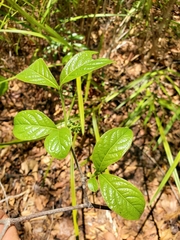 Vanguerieae