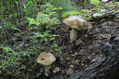 Boletus betulicola