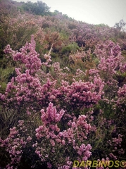 Erica manipuliflora