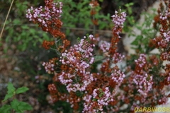 Erica manipuliflora