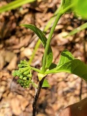 Vanguerieae