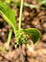 Vanguerieae