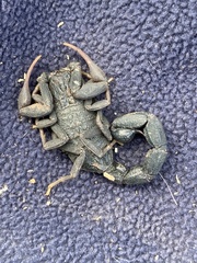 Hottentotta judaicus