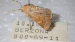 Amphipoea oculea