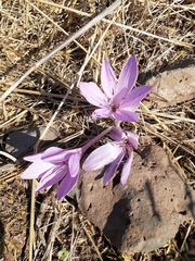 Colchicum feinbruniae