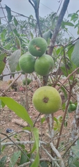 Magnoliopsida