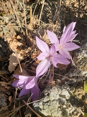 Colchicum feinbruniae