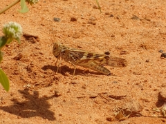 Oedaleus senegalensis