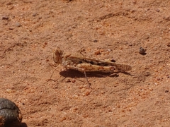 Oedaleus senegalensis