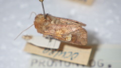 Amphipoea oculea