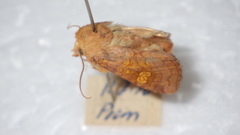 Amphipoea oculea