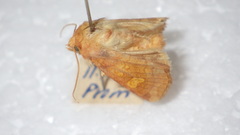 Amphipoea oculea