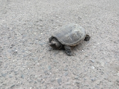 Chelydra acutirostris