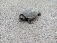 Chelydra acutirostris