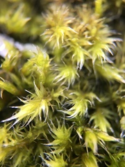 Bryophyta