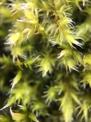 Bryophyta