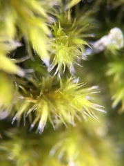 Bryophyta