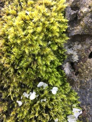 Bryophyta