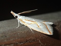 Arotrophora arcuatalis