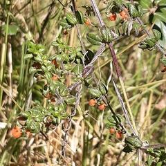 Castela erecta