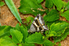 Grammodes euclidioides