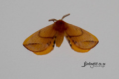 Stenoglene obtusa