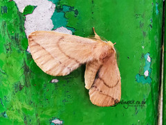 Lepidoptera