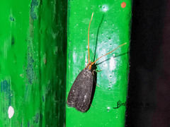 Lepidoptera