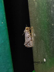 Lepidoptera