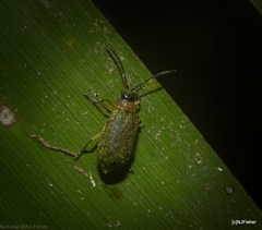 Hoplostines laporteae