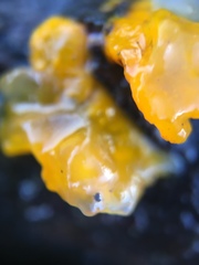 Fungi
