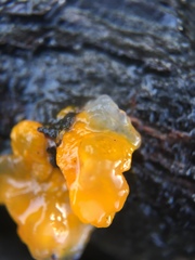 Fungi