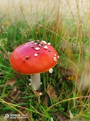Amanita muscaria
