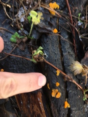Fungi