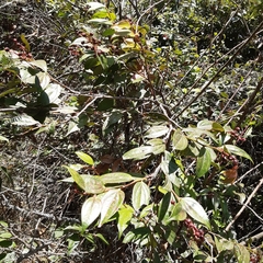 Myrtus communis