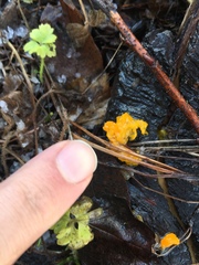 Fungi