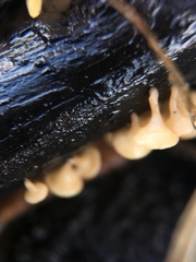 Helotiales