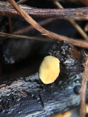 Helotiales