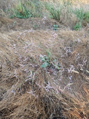 Limonium brevipetiolatum