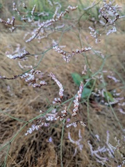 Limonium brevipetiolatum