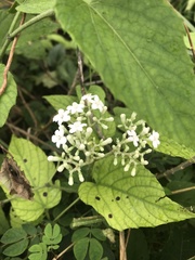 Cnidoscolus aconitifolius