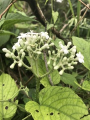 Cnidoscolus aconitifolius