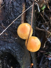 Fungi